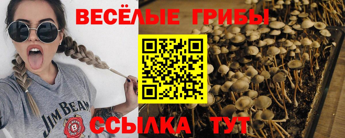 Ступино  Галлюциногенные грибы мицелий  что такое   Вход с VPN 